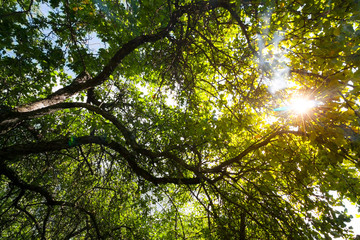 sunrays in the woods