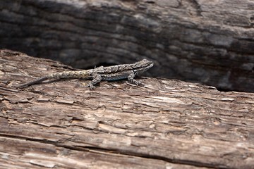 Ornate tree lizard (Urosaurus ornatus), native to Arizona, on a wooden background.