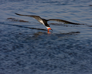 Foraging Skimmer