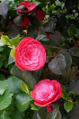 Camélia du Japon rose