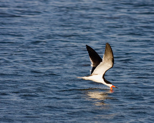 Foraging Skimmer