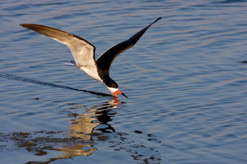 Foraging Skimmer