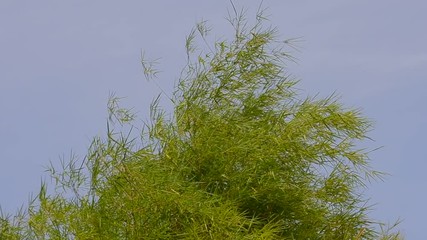Bamboo tree moving by wind