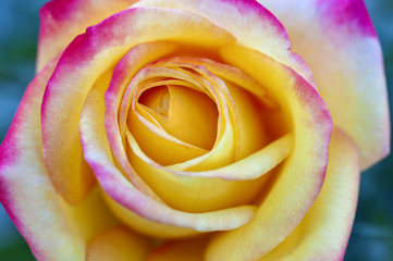 Fototapeta na wymiar Macro close up of yellow rose with bright pink variegated tips on flower petals