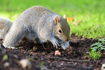 Portrait of an eastern grey squirrel (sciurus carolinensis) digging 