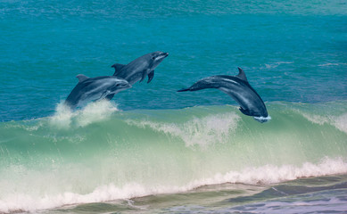 Group of dolphins jumping on the water - Beautiful seascape 