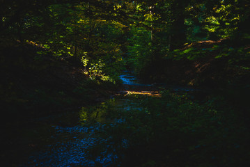 Light in the forest