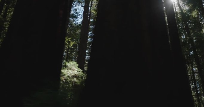 Humboldt Redwoods slow dolly at golden hour, shot in 10 bit C4K