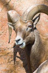 Desert Bighorn Looking at You.