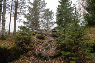 Fototapeta premium Beautiful Karelian forest landscape in early autumn in Russia 