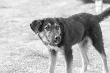 abandoned dog