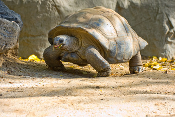 Walking Tortoise.