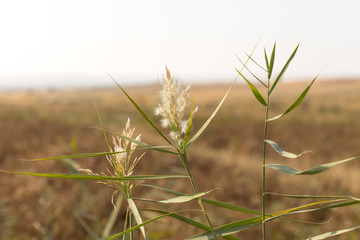 Beautiful serene waving reed in the sunlight