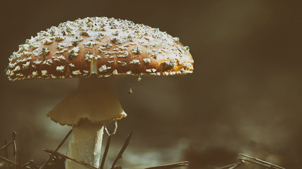 Amanita muscaria fly agaric red mushrooms with white spots in grass
