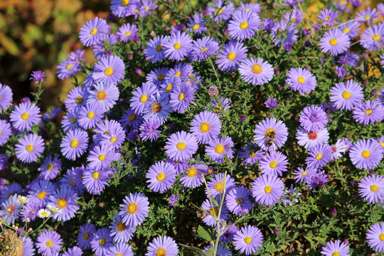 Abundantly flowering shrub of Symphyotrichum or Aster with lots of small blue flowers