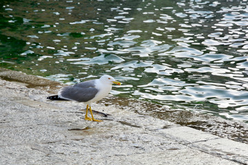 seagull on the beach