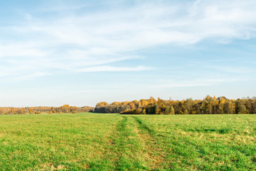 Fototapeta premium green field and autumn forest, autumn landscape background