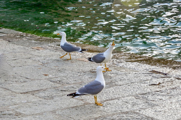 seagull on the beach