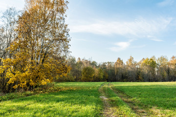 a rural road passes through a green field, trees with yellow orange foliage, autumn landscape