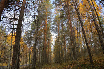 Fototapeta premium Beautiful Karelian forest landscape in early autumn in Russia 
