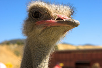 Close-up of an ostrich's head