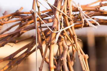 Vineyards at sunset in autumn harvest. Ripe grapes in fall. branches of grape leaves.