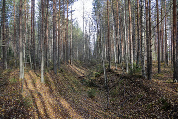 Obraz premium Beautiful Karelian forest landscape in early autumn in Russia 
