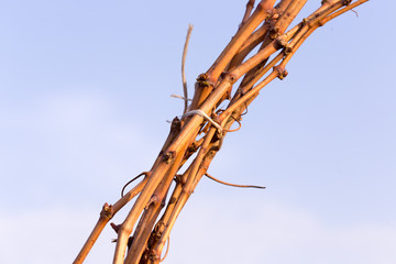 Vineyards at sunset in autumn harvest. Ripe grapes in fall. branches of grape leaves.
