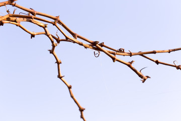 Vineyards at sunset in autumn harvest. Ripe grapes in fall. branches of grape leaves.