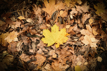 Yellow maple leaf on the ground in autumn time