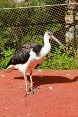 Ibis dans la volière de Pairi Daiza