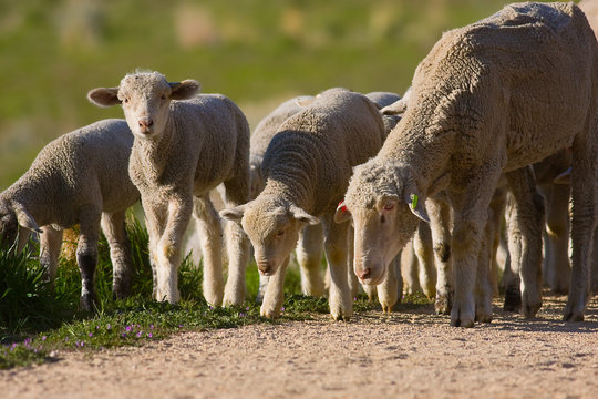 Sheep