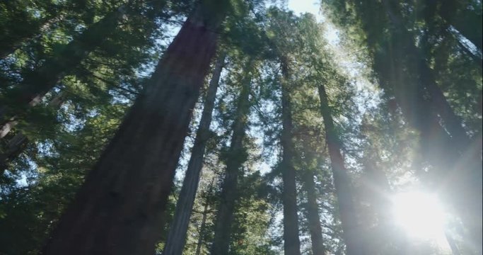 Humboldt Redwoods slow dolly looking up, shot in 10 bit C4K
