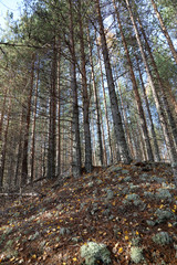 Beautiful Karelian forest landscape in early autumn in Russia
