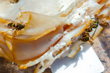 Wasps, Sandwich