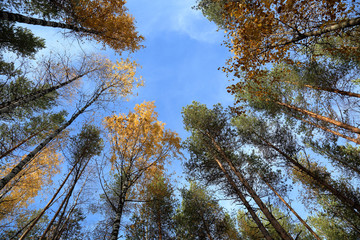 Beautiful Karelian forest landscape in early autumn in Russia
