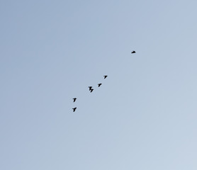 Ravens