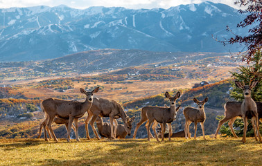 deer on utah mountain