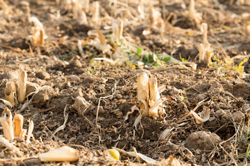 Corn stubble field on corn