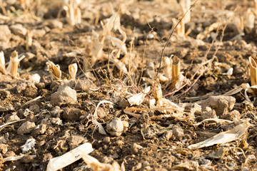 Corn stubble field on corn