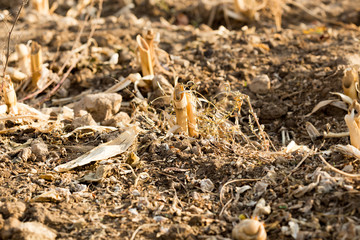 Corn stubble field on corn