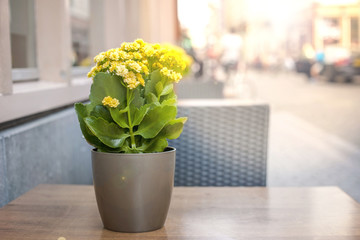 flower on the table cafe. Sunlight. Free space for text