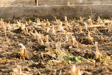 Corn stubble field on corn