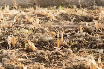 Corn stubble field on corn