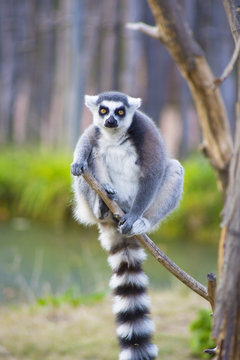 Lemur climbing tree