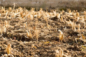 Corn stubble field on corn