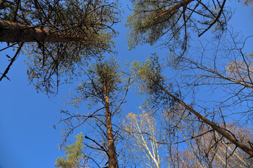 Beautiful Karelian forest landscape in early autumn in Russia
