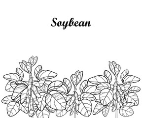 Vector field with outline Soybean or Soy bean with pods and ornate leaf in black isolated on white background. Bunch of legume plant Soya in contour for vegetarian food drawing or coloring book.