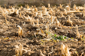Corn stubble field on corn
