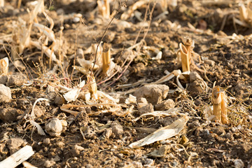 Corn stubble field on corn